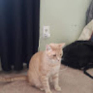 Meet your Posher, Samantha